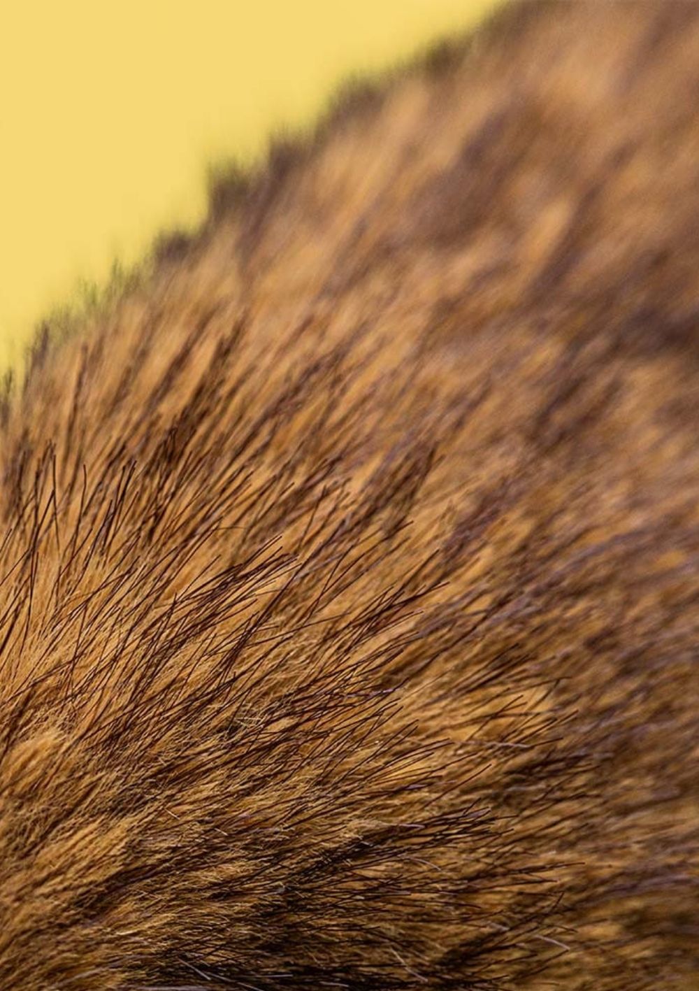 Jellycat Hase Kuscheltier 'Hoppleston Luxe Bunny'